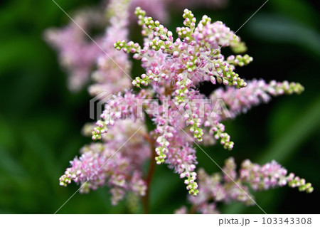 アスチルベ（泡盛草） 103343308