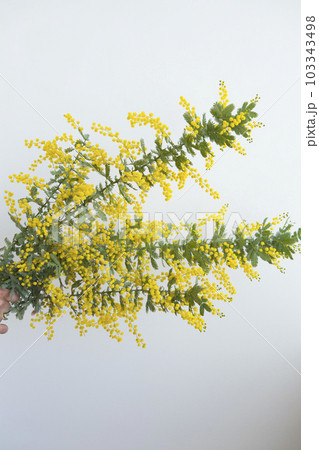 ミモザの切り花 ミモザの切り花 103343498