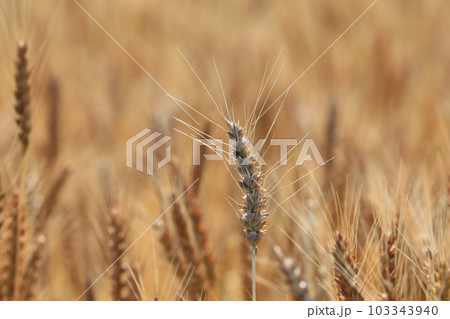 麦の穂 103343940