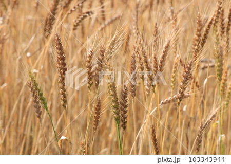麦の穂 103343944