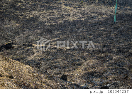 山火事の跡【霧ヶ峰高原】 山火事の跡【霧ヶ峰高原】 103344257