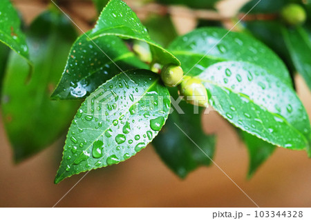 梅雨イメージ（水滴付き椿の葉） 103344328