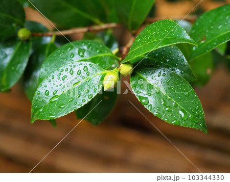 梅雨イメージ（水滴付き椿の葉） 103344330