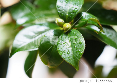 梅雨イメージ（水滴付き椿の葉） 103344331