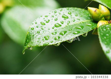梅雨イメージ（水滴付き椿の葉） 103344338
