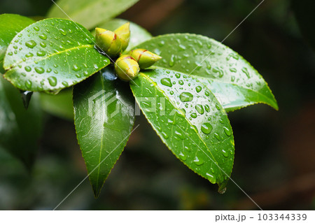 梅雨イメージ(水滴付き椿の葉) 梅雨イメージ(水滴付き椿の葉) 103344339