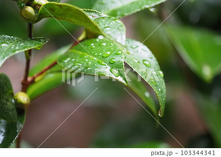 梅雨イメージ(水滴付き椿の葉) 梅雨イメージ(水滴付き椿の葉) 103344341