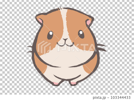 モルモット モルモット 103344433