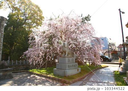 氣比神宮　気比神宮　けひじんぐう　敦賀市　福井県　 官幣大社　桜　春　大鳥居　中鳥居　外拝殿　 103344522