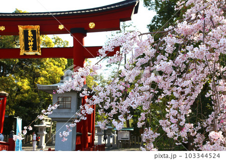 氣比神宮 気比神宮 けひじんぐう 敦賀市 敦賀 福井県 官幣大社 桜 春 大鳥居 氣比神宮 気比神宮 けひじんぐう 敦賀市 敦賀 福井県 官幣大社 桜 春 大鳥居 103344524