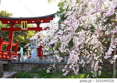 氣比神宮 気比神宮 けひじんぐう 敦賀市 敦賀 福井県 官幣大社 桜 春 大鳥居 氣比神宮 気比神宮 けひじんぐう 敦賀市 敦賀 福井県 官幣大社 桜 春 大鳥居 103344526