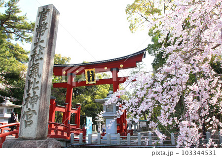 氣比神宮　気比神宮　けひじんぐう　敦賀市　敦賀　福井県　 官幣大社　桜　春　大鳥居　　 103344531