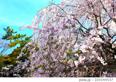 氣比神宮　気比神宮　けひじんぐう　敦賀市　敦賀　福井県　 官幣大社　桜　春　大鳥居　　 103344537