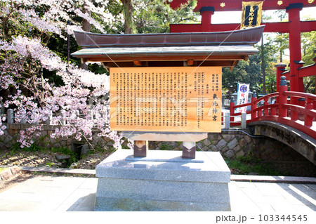 氣比神宮　気比神宮　けひじんぐう　敦賀市　敦賀　福井県　 官幣大社　桜　春　大鳥居　　 103344545