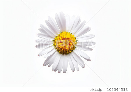 Delicate Beauty Isolated Common Daisy Blossom Shining on White Background. created with Generative AI 103344558