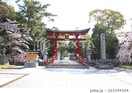 氣比神宮　気比神宮　けひじんぐう　敦賀市　敦賀　福井県　 官幣大社　桜　春　大鳥居　　 103344564