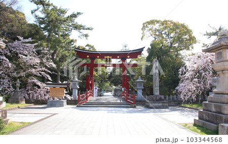 氣比神宮 気比神宮 けひじんぐう 敦賀市 敦賀 福井県 官幣大社 桜 春 大鳥居 氣比神宮 気比神宮 けひじんぐう 敦賀市 敦賀 福井県 官幣大社 桜 春 大鳥居 103344568