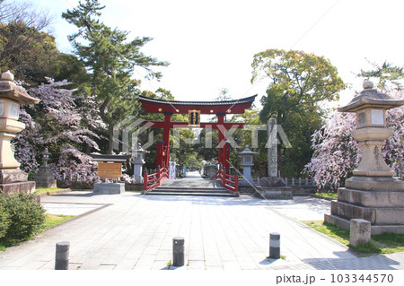 氣比神宮　気比神宮　けひじんぐう　敦賀市　敦賀　福井県　 官幣大社　桜　春　大鳥居　　 103344570