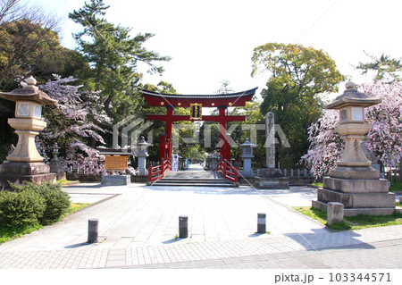 氣比神宮　気比神宮　けひじんぐう　敦賀市　敦賀　福井県　 官幣大社　桜　春　大鳥居　　 103344571