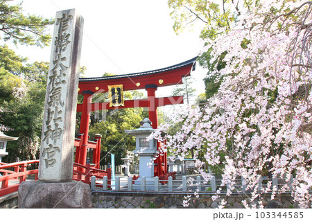 氣比神宮　気比神宮　けひじんぐう　敦賀市　敦賀　福井県　 官幣大社　桜　春　大鳥居　　 103344585