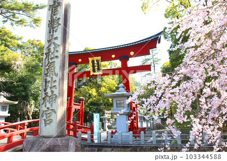 氣比神宮　気比神宮　けひじんぐう　敦賀市　敦賀　福井県　 官幣大社　桜　春　大鳥居　　 103344588