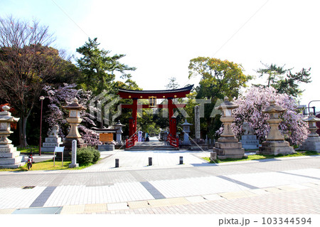 氣比神宮 気比神宮 けひじんぐう 敦賀市 敦賀 福井県 官幣大社 桜 春 大鳥居 氣比神宮 気比神宮 けひじんぐう 敦賀市 敦賀 福井県 官幣大社 桜 春 大鳥居 103344594