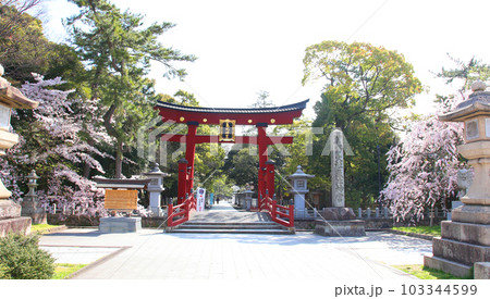 氣比神宮 気比神宮 けひじんぐう 敦賀市 敦賀 福井県 官幣大社 桜 春 大鳥居 氣比神宮 気比神宮 けひじんぐう 敦賀市 敦賀 福井県 官幣大社 桜 春 大鳥居 103344599