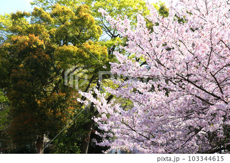 氣比神宮　気比神宮　けひじんぐう　敦賀市　敦賀　福井県　 官幣大社　桜　春　大鳥居　　 103344615