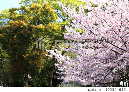 氣比神宮 気比神宮 けひじんぐう 敦賀市 敦賀 福井県 官幣大社 桜 春 大鳥居 氣比神宮 気比神宮 けひじんぐう 敦賀市 敦賀 福井県 官幣大社 桜 春 大鳥居 103344616