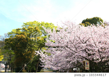 氣比神宮　気比神宮　けひじんぐう　敦賀市　敦賀　福井県　 官幣大社　桜　春　大鳥居　　 103344617