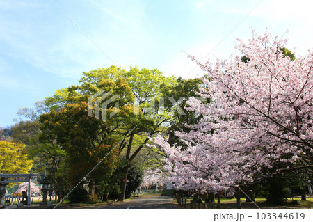 氣比神宮 気比神宮 けひじんぐう 敦賀市 敦賀 福井県 官幣大社 桜 春 大鳥居 氣比神宮 気比神宮 けひじんぐう 敦賀市 敦賀 福井県 官幣大社 桜 春 大鳥居 103344619