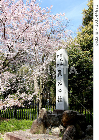 氣比神宮　気比神宮　けひじんぐう　敦賀市　敦賀　福井県　 官幣大社　桜　春　大鳥居　　 103344621