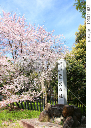 氣比神宮　気比神宮　けひじんぐう　敦賀市　敦賀　福井県　 官幣大社　桜　春　大鳥居　　 103344624