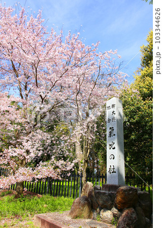 氣比神宮　気比神宮　けひじんぐう　敦賀市　敦賀　福井県　 官幣大社　桜　春　大鳥居　　 103344626