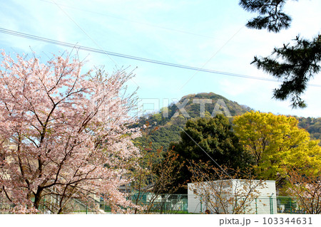 氣比神宮　気比神宮　けひじんぐう　敦賀市　敦賀　福井県　 官幣大社　桜　春　大鳥居　　 103344631