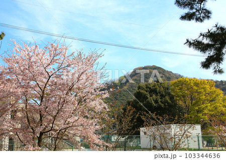 氣比神宮 気比神宮 けひじんぐう 敦賀市 敦賀 福井県 官幣大社 桜 春 大鳥居 氣比神宮 気比神宮 けひじんぐう 敦賀市 敦賀 福井県 官幣大社 桜 春 大鳥居 103344636