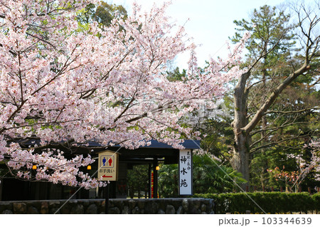 氣比神宮　気比神宮　けひじんぐう　敦賀市　敦賀　福井県　 官幣大社　桜　春　大鳥居　　 103344639