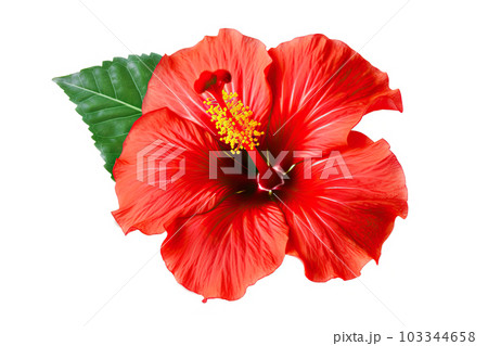 Vibrant Beauty Bright Red Hibiscus Flower on White Background. created with Generative AI 103344658