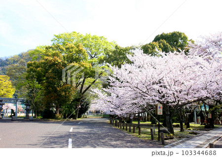 氣比神宮 気比神宮 けひじんぐう 敦賀市 敦賀 福井県 官幣大社 桜 春 大鳥居 氣比神宮 気比神宮 けひじんぐう 敦賀市 敦賀 福井県 官幣大社 桜 春 大鳥居 103344688