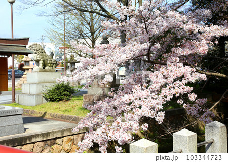 氣比神宮 気比神宮 けひじんぐう 敦賀市 敦賀 福井県 官幣大社 桜 春 大鳥居 氣比神宮 気比神宮 けひじんぐう 敦賀市 敦賀 福井県 官幣大社 桜 春 大鳥居 103344723