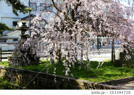 氣比神宮　気比神宮　けひじんぐう　敦賀市　敦賀　福井県　 官幣大社　桜　春　大鳥居　 103344726