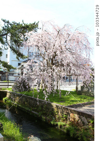 氣比神宮　気比神宮　けひじんぐう　敦賀市　敦賀　福井県　 官幣大社　桜　春　大鳥居　 103344729