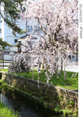 氣比神宮 気比神宮 けひじんぐう 敦賀市 敦賀 福井県 官幣大社 桜 春 大鳥居 氣比神宮 気比神宮 けひじんぐう 敦賀市 敦賀 福井県 官幣大社 桜 春 大鳥居 103344730
