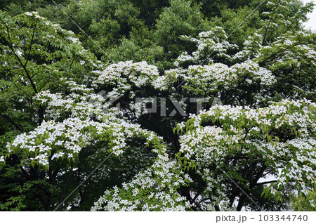 日本の横浜都市景観 雨の中、早くも、梅雨時の白い花・山法師(ヤマボウシ)が…花言葉は友情=5月29日 日本の横浜都市景観 雨の中、早くも、梅雨時の白い花・山法師(ヤマボウシ)が…花言葉は友情=5月29日 103344740