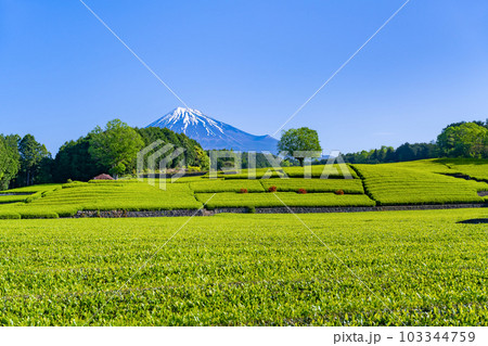 静岡県富士市 大淵笹場の茶畑 静岡県富士市 大淵笹場の茶畑 103344759