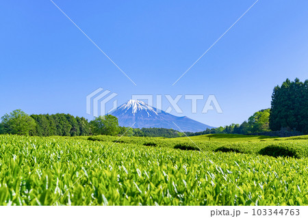 静岡県富士市　大淵笹場の茶畑 103344763