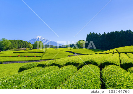 静岡県富士市 大淵笹場の茶畑 静岡県富士市 大淵笹場の茶畑 103344766
