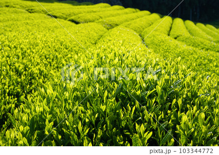 静岡県富士市 大淵笹場の茶畑 静岡県富士市 大淵笹場の茶畑 103344772