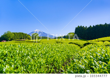 静岡県富士市 大淵笹場の茶畑 静岡県富士市 大淵笹場の茶畑 103344777