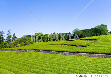 静岡県富士市　大淵笹場の茶畑 103344779